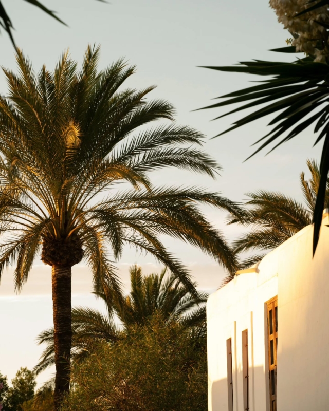 As the day's hue turns to gold, atmopheric scenes develop infront of you, adding to your enriching experience in nature's embrace at Atzaró Agroturismo Hotel

Reservations
• +34 971 33 88 38
• bedrooms - agroturismo@atzaro.com
• restaurant - restaurant@atzaro.com
• spa - spa@atzaro.com
• atzaro.com
• explore link in bio

#atzarohotel #atzaroibiza #atzaro #atzarogroup

#evenings #goldenglow #naturalluxury #authenticibiza #ibizafinca #ibizahotel #ibizaresort #ibizaspa #ibizaluxuryhotel #sustainablehotel #ibizabucketlist #ibiza #ibiza2025