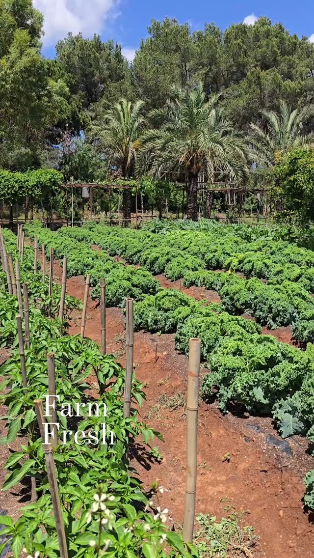 There's nothing quite like farm-fresh cuisine, and at Atzaró Agroturismo Hotel, one can walk the extensive vegetable garden and witness the organic ingredients of your meal in bloom

The Atzaró Vegetable Garden is a thriving, organic oasis at the heart of the estate, where rows of vibrant produce grow under the warm Ibizan sun. Lovingly cultivated using sustainable methods, it supplies the freshest ingredients, embodying the true spirit of farm-to-fork. With its rich earth, seasonal variety, and natural beauty, the garden is a symbol of Atzaró’s deep connection to the land and commitment to conscious living

Hotel clients and visitors are welcome alike

Restaurant Reservations 
• +34 971 33 88 38
• restaurant@atzaro.com 
• atzaro.com/ibiza-restaurants
• 'book a table' option in bio link

#atzarohotel #atzaroibiza #atzaro #atzarogroup

#farmfresh #farmtofork #ibizarestaurants #ibizaresort #ibizaluxuryhotel #ibizabucketlist #ibiza #ibiza2025