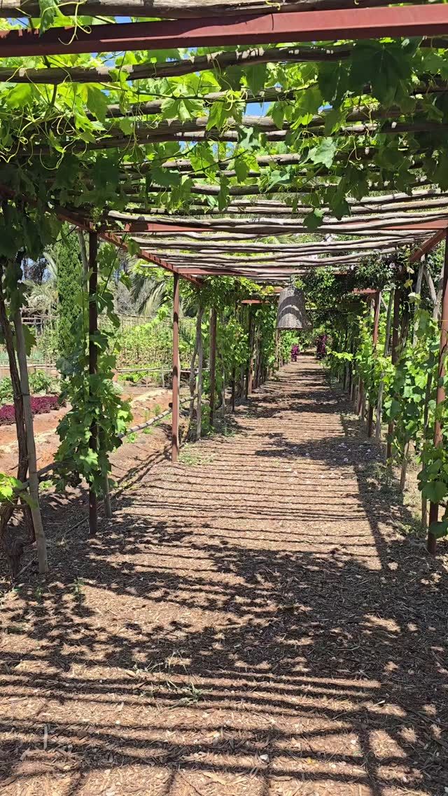 A morning walk of the Atzaró Vegetable Garden gives a sense of the ultimate nature-connected wellbeing at Atzaró Agroturismo Hotel

The Atzaró Vegetable Garden is a lush, organic haven nestled in the heart of the estate, known for its vibrant rows of seasonal produce, fragrant herbs, and sustainable farming practices. It's not only a source of fresh ingredients for Atzaró's kitchens but also a peaceful space that reflects the finca’s deep connection to nature and wellness

Reservations
• +34 971 33 88 38
• bedrooms - agroturismo@atzaro.com
• restaurant - restaurant@atzaro.com
• spa - spa@atzaro.com
• atzaro.com
• explore link in bio

#atzarohotel #atzaroibiza #atzaro #atzarogroup

#atzarovegetablegarden #naturalluxury #authenticibiza #ibizafinca #ibizahotel #ibizaresort #ibizaspa #ibizaluxuryhotel #sustainablehotel #ibizabucketlist #ibiza #ibiza2025