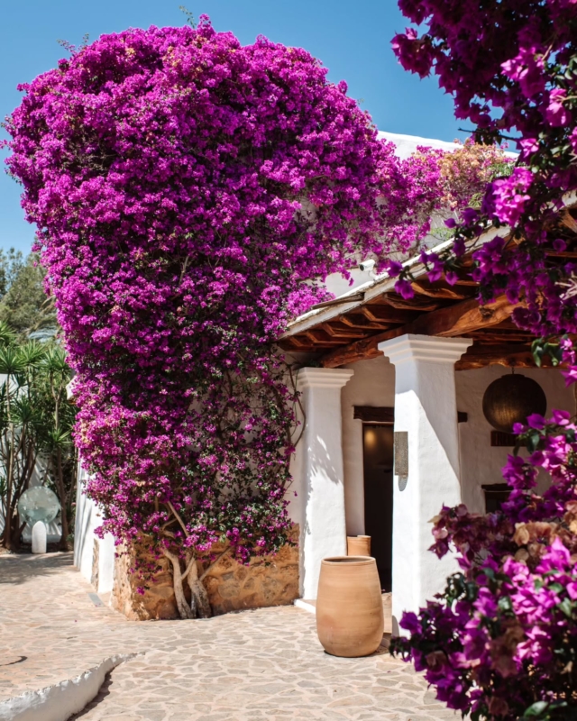 The finca explodes with a riot of colour in the summer months, at Atzaró Agroturismo Hotel

The famous Atzaró bougainvillea is in full bloom and can be seen beautifully tumbling in every nook, corner, and walkway. The estate's nature, alive and vibrant, enhances every aspect of your nourishing stay, visit, wellness experience, or day

Reservations
• +34 971 33 88 38
• bedrooms - agroturismo@atzaro.com
• restaurant - restaurant@atzaro.com
• spa - spa@atzaro.com
• atzaro.com
• explore link in bio

#atzarohotel #atzaroibiza #atzaro #atzarogroup

#ibizafincahotel #naturalluxury #authenticibiza #ibizahotel #ibizaluxuryhotel #ibizaresort #ibizaspa #luxuryhotel #sustainablehotel #wellnesstravel #luxurytravel #ibizabucketlist #ibiza #ibiza2025