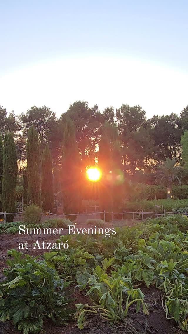 Summer Evenings at @atzaro_hotel are full of the authentic spirit that Ibiza is loved for

Summer evenings at Atzaró Agroturismo Hotel brim over with a magical atmosphere among the gardens and terraces of the country estate

The Orange Tree Summer Restaurant is the enchanting garden eatery, open nightly in July and August. Nestled beneath a wooden pergola draped in palm trees, vines, and jasmine, it's beautifully lit for magical al fresco dining experiences under Ibiza's starry skies

The dinner menu showcases Mediterranean dishes crafted from organic ingredients grown in the estate’s vegetable garden, complemented by locally sourced produce

Evenings come alive with flamenco performances and art, while the atmosphere is warm, elegant and romantic, perfect for dreamy summer nights

• Wednesdays are Flamenco Night with traditional performances to accompany dinner from 20:00

• Why not enjoy dinner and cinema on Tuesdays and Thursdays, with the perfect combination, dinner followed by the Atzaró Vegetable Garden Cinema, with films starting at 22:00

• Friday Evenings enjoy Pass the Brush, a rotating showcase of different artistic talents for July and August. Every Friday, at 19:00, the brush will be passed on to the next talent, with a new and unique vernissage to enjoy, with drinks, music, and friends, with artist presentations at 20:30

Make your reservation

Restaurant Reservations 
• +34 971 33 88 38
• restaurant@atzaro.com 
• atzaro.com/ibiza-restaurants
• 'book a table' option in bio link

#atzarohotel #atzaroibiza #atzaro #atzarogroup

#summerevenings #ibizadinner #farmfresh #farmtofork #organicdining #mediterraneancuisine #consciouscuisine 
#ibizarestaurants #ibizaresort #ibizaluxuryhotel #ibizabucketlist #ibiza #ibiza2025